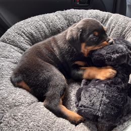 Rottweiler Puppies from Alpha Co. Rottweilers