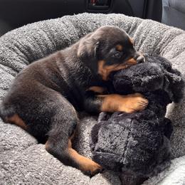 Rottweiler Puppies from Alpha Co. Rottweilers