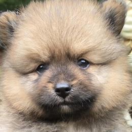 Pomeranians from Mom & daughter Pomeranians ✨