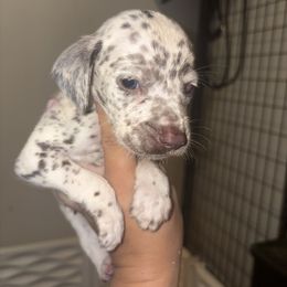 Opal - White and liver brown male Dalmatian puppy in Toledo, Ohio from Exquisite Dalmatians & Poodles