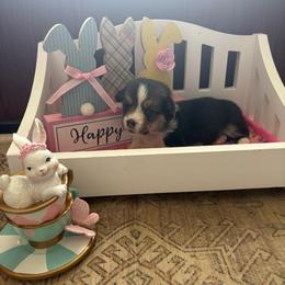 Purple Collar - Black and tan female Pembroke Welsh Corgi puppy in Abingdon, Virginia from Em-K Kennels