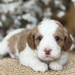 Chippy - Red male Cavapoo puppy in Yuciapa, California from AlltheDoodlez_
