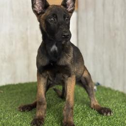 Princess - Yellow female Dutch Shepherd puppy in Lake Forest, California from Lisa's Dutchies