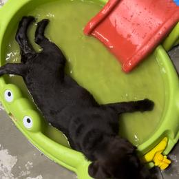 Labrador Retriever Puppies from Rustic Ridge Labradors