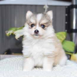 Malin - Gray and white male Pomsky puppy in Coos Bay, Oregon from Ocean View Pomskies