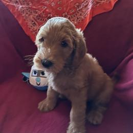 Orange Collar - Osaka Japan - Millie - Apricot female Goldendoodle puppy in West Sacramento, California from Pomegranate Doodles