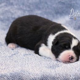 Australian Shepherd, Miniature American Shepherd, Miniature Australian Shepherd, and Toy Australian Shepherd Puppies from Painted Blue Aussies
