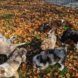 Aussiedoodle, Bernedoodle, and Poodle Puppies from Doodle Belle Puppy