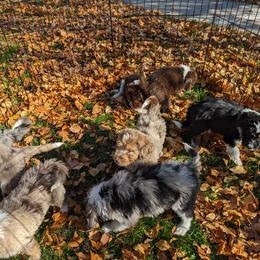 Aussiedoodle, Bernedoodle, and Poodle Puppies from Doodle Belle Puppy