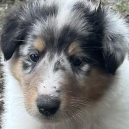 Collie Puppies from Hedge Haven Farm