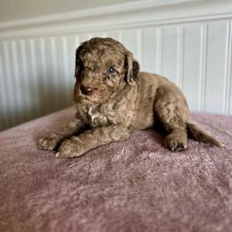 Twix - Merle male Goldendoodle puppy in Taylorsville, North Carolina from Heartfelt Doodles