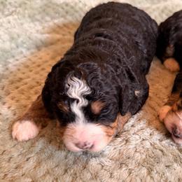 Jigger - Tri-color female Bernedoodle puppy in Royse City, Texas from Platinum Bernedoodles of Texas