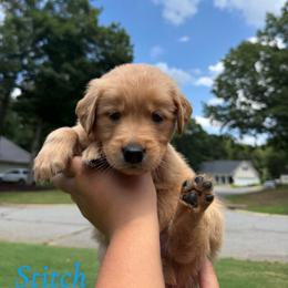 Stitch - Golden male Golden Retriever puppy in Simpsonville, South Carolina from Upstate Revival Retrievers