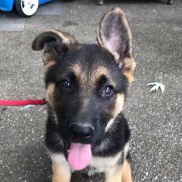 German Shepherds from Whisperingwoods