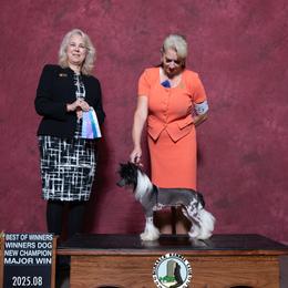 Leo - Chinese Crested