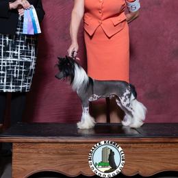 Leo - Chinese Crested