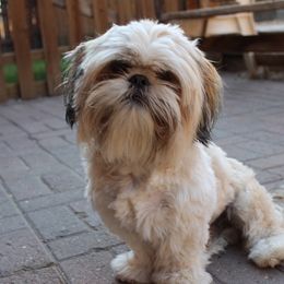 Charlie - Shih Tzu