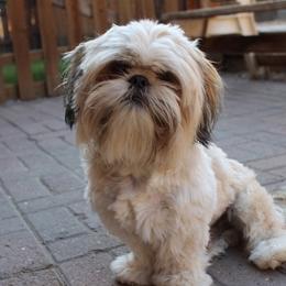 Charlie - Shih Tzu