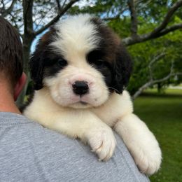 Pink Collar - Brown and white female Saint Bernard puppy in New York from Johnson Farms
