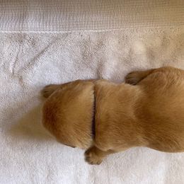 Girl 1 - Yellow Labrador Retriever puppy in Houston, Texas from Bahrking Heights Labradors