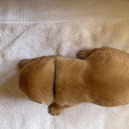 Girl 1 - Yellow Labrador Retriever puppy in Houston, Texas from Bahrking Heights Labradors