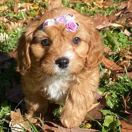 Cavapoos from Midwest Cavapoos