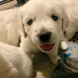 Billy Jack - Golden Retriever puppy from Mayflower Goldens