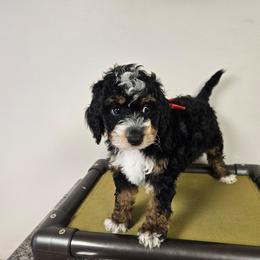 DeltaFREE DELIVERY TO PARTS OF SOUTH CAROLINA, GEORGIA, AND FLORIDA. - Tri-color female Bernedoodle puppy in Flat Rock, North Carolina from Sukisdoodles