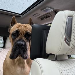 Cane Corso All Grown Up from Mass Cane Corso