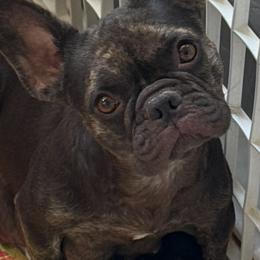 Coco - French Bulldog