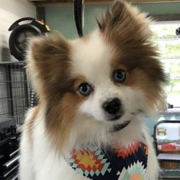 Pomskies from The Looking Glass Kennel