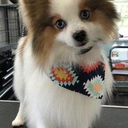 Pomskies from The Looking Glass Kennel