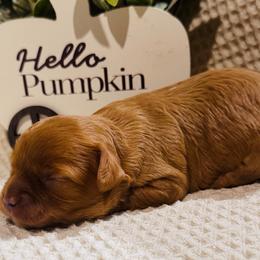 Jewel - Red female Cavapoo puppy in Miami, Oklahoma from BriarCreek Cavapoos