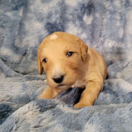 Girl 4 teal - Apricot female Goldendoodle puppy in Blountsville, Alabama from Southern Charm Goldendoodles