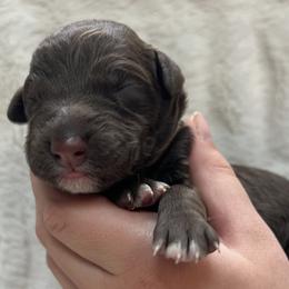 Everdell - Chocolate female Goldendoodle puppy in Lancaster, Pennsylvania from Doodles in the Skye