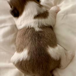 Girl 1 - Black white and silver female Shih Tzu puppy in Spartanburg, South Carolina from Ganna's Shih Tzus