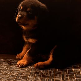 Green Boy - Black and mahogany male Rottweiler puppy in Longview, Washington from Winters Rotties