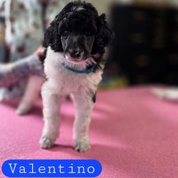 Valentino - Parti male Poodle puppy in Blue Ridge, Georgia from Beltane Standard Poodles