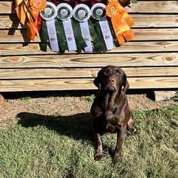 Teal - Labrador Retriever