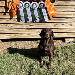 Teal - Labrador Retriever