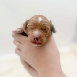 Van's - Red  male Goldendoodle puppy in North Carolina from Tuxedo Mountain Doodles