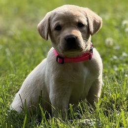 Sunshine of Cefalù - Yellow female Labrador Retriever puppy in Richmond, Maine from King K9 Academy