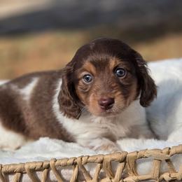 Ember - Chocolate and tan female Dachshund puppy in Mcminnville, Tennessee from Red Barn Farms Minis