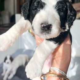 Caspian - Black and white male Saint Berdoodle puppy in San Antonio, Texas from Pasatiempo Ranch
