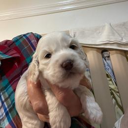 Fawn - Buff and white female Cockapoo puppy in Sewell, New Jersey from Della Luna Cocker Spaniels and Cockapoo Puppies