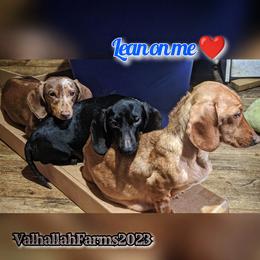 Dachshund Puppies from Valhallah Farms