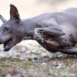 American Hairless Terriers and Flat-Coated Retrievers from Rensai Kennels