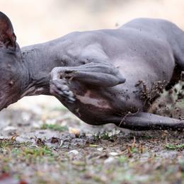 American Hairless Terriers and Flat-Coated Retrievers from Rensai Kennels