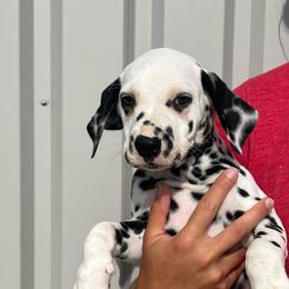 Cookie Cake - White and black male Dalmatian puppy in Austin, Texas from Dazzling Dalz