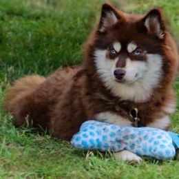 Sitka - Pomsky
